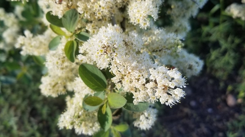 Whitethorn Ceanothus photo 4