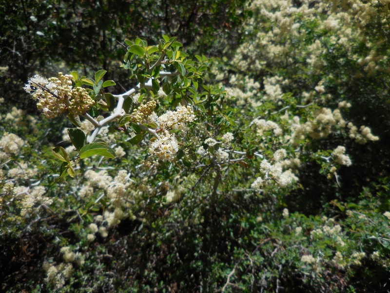 Whitethorn Ceanothus photo 5