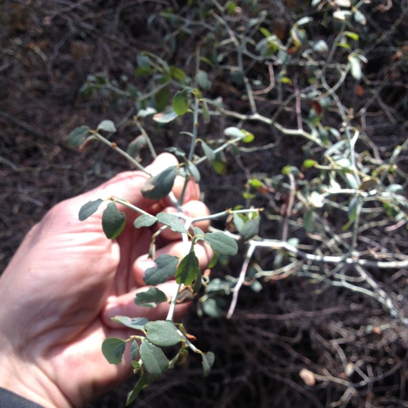 Whitethorn Ceanothus photo 6