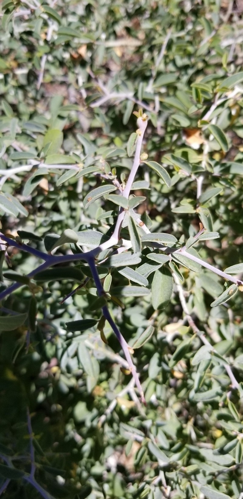 Whitethorn Ceanothus photo 7
