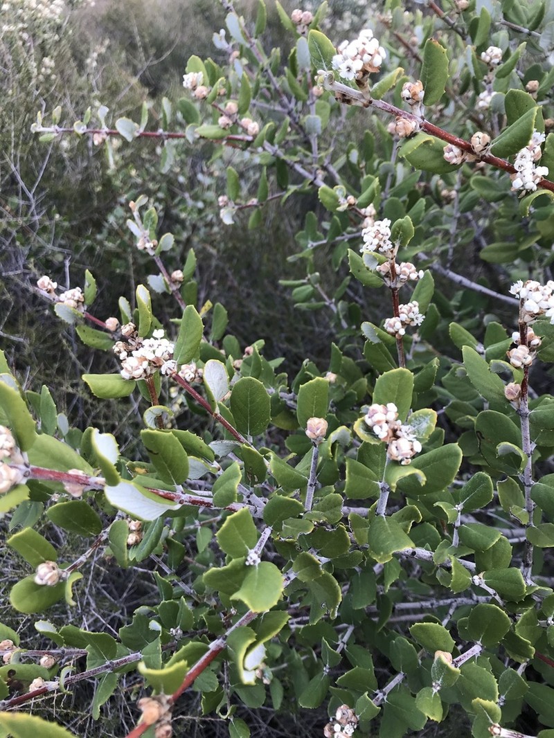 Hoaryleaf Ceanothus