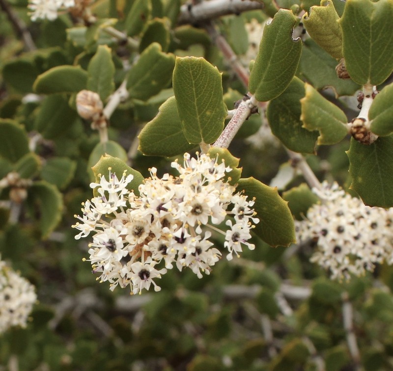 Hoaryleaf Ceanothus photo 2