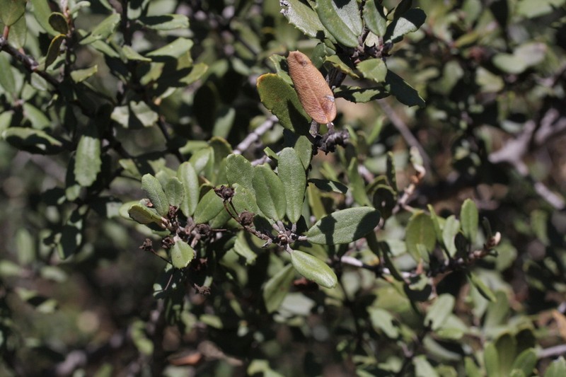 Hoaryleaf Ceanothus photo 3
