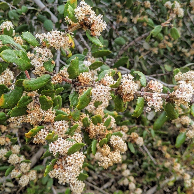 Hoaryleaf Ceanothus photo 4