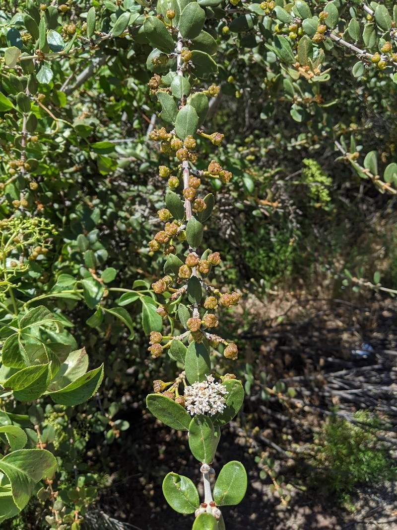 Hoaryleaf Ceanothus photo 5