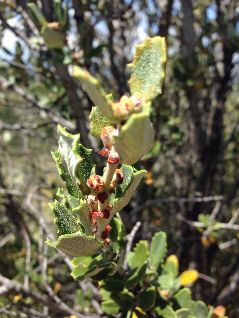 Hoaryleaf Ceanothus photo 6