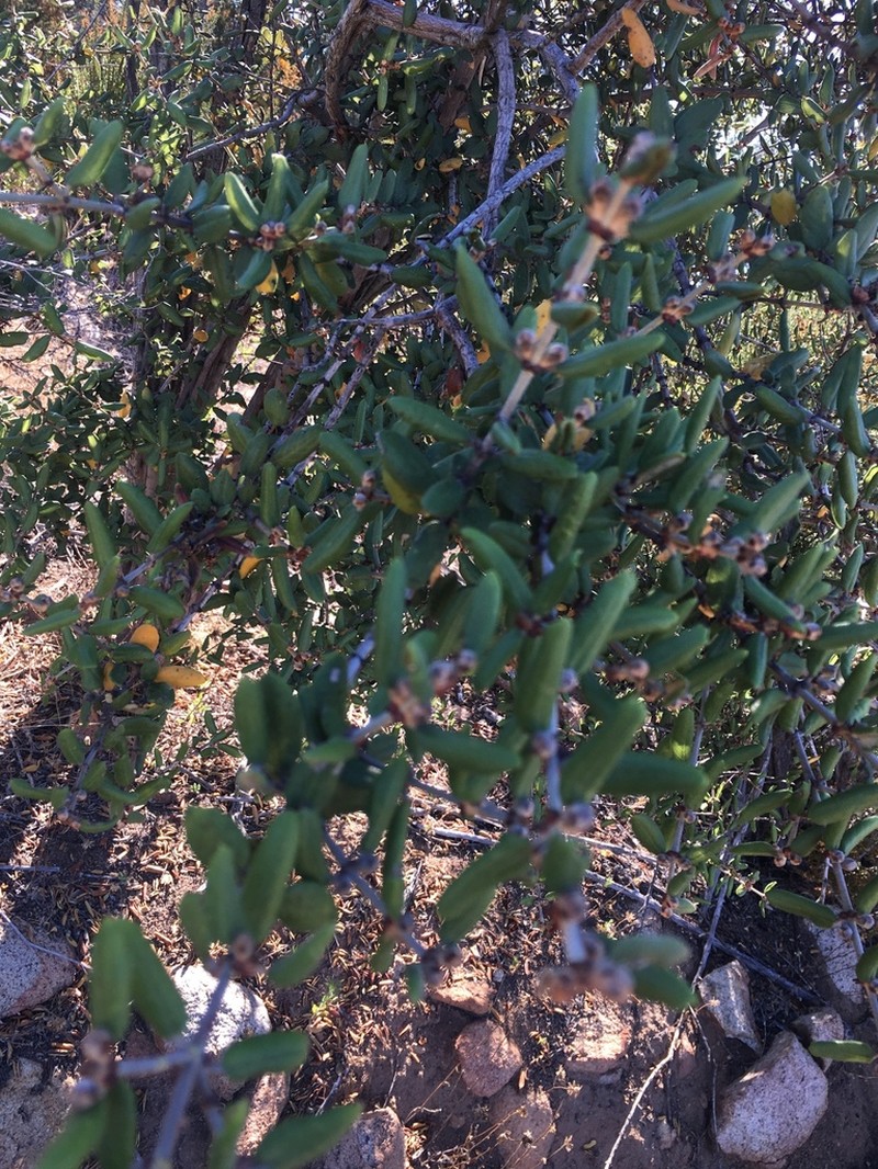 Hoaryleaf Ceanothus photo 7