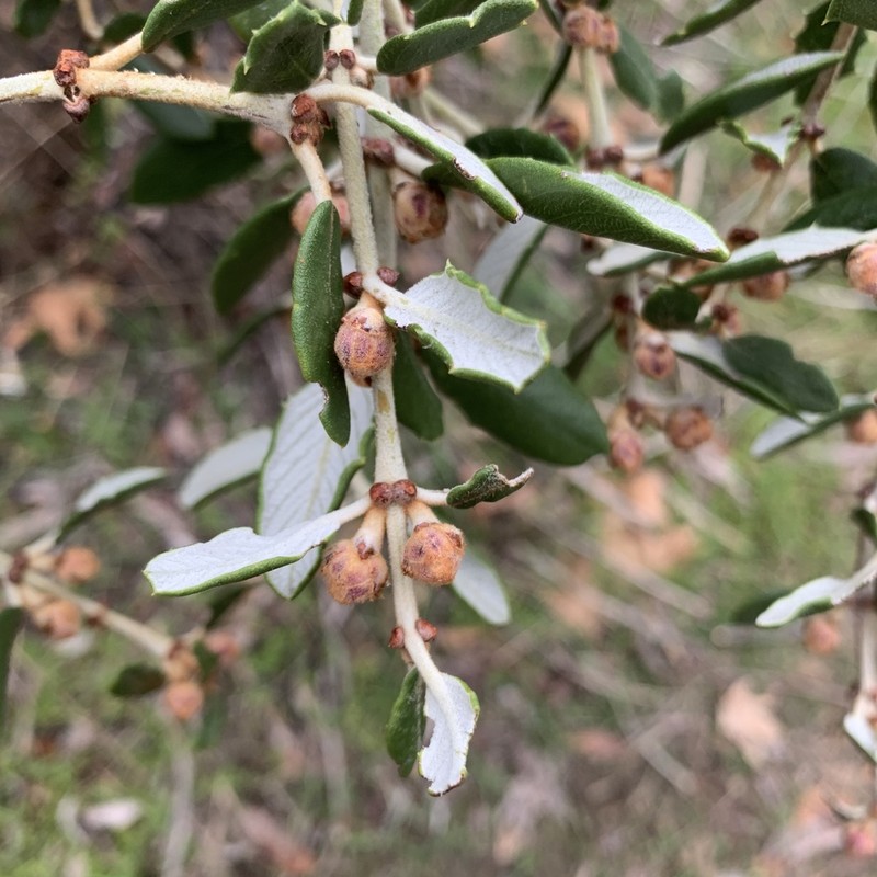 Hoaryleaf Ceanothus photo 8