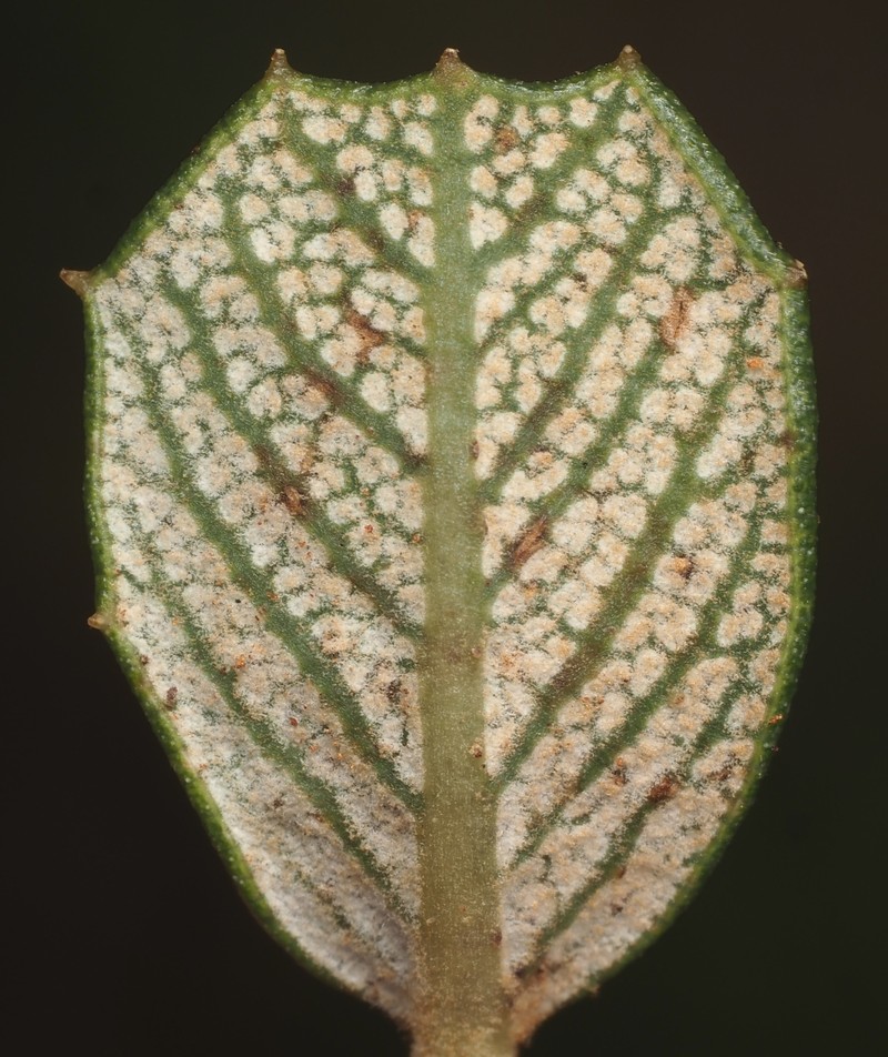 Ceanothus crassifolius var. planus