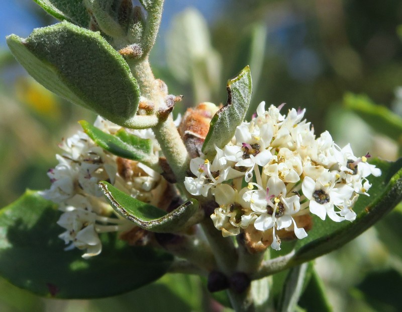 Ceanothus crassifolius var. planus photo 2