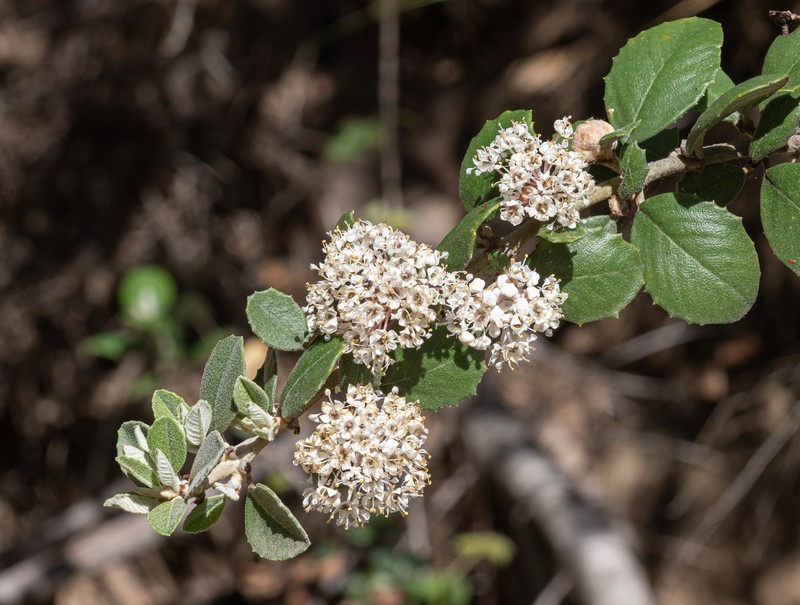 Ceanothus crassifolius var. planus photo 3