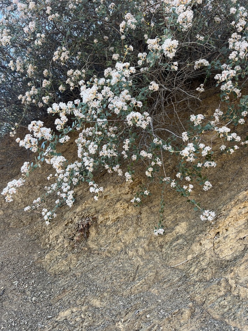 Ceanothus crassifolius var. planus photo 4