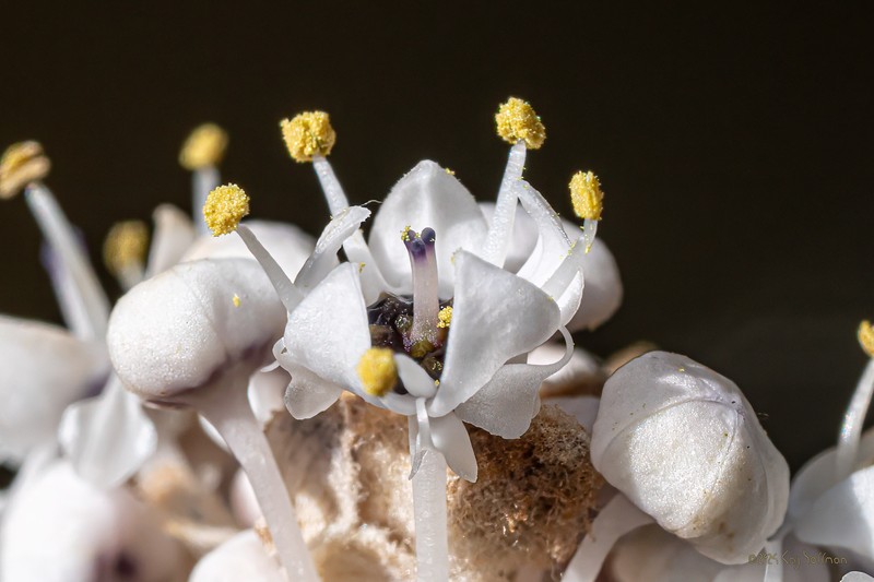 Ceanothus crassifolius var. planus photo 5
