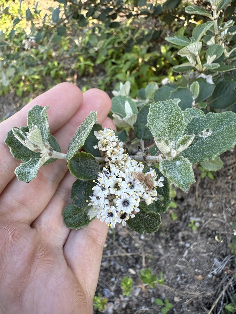Ceanothus crassifolius var. planus photo 6
