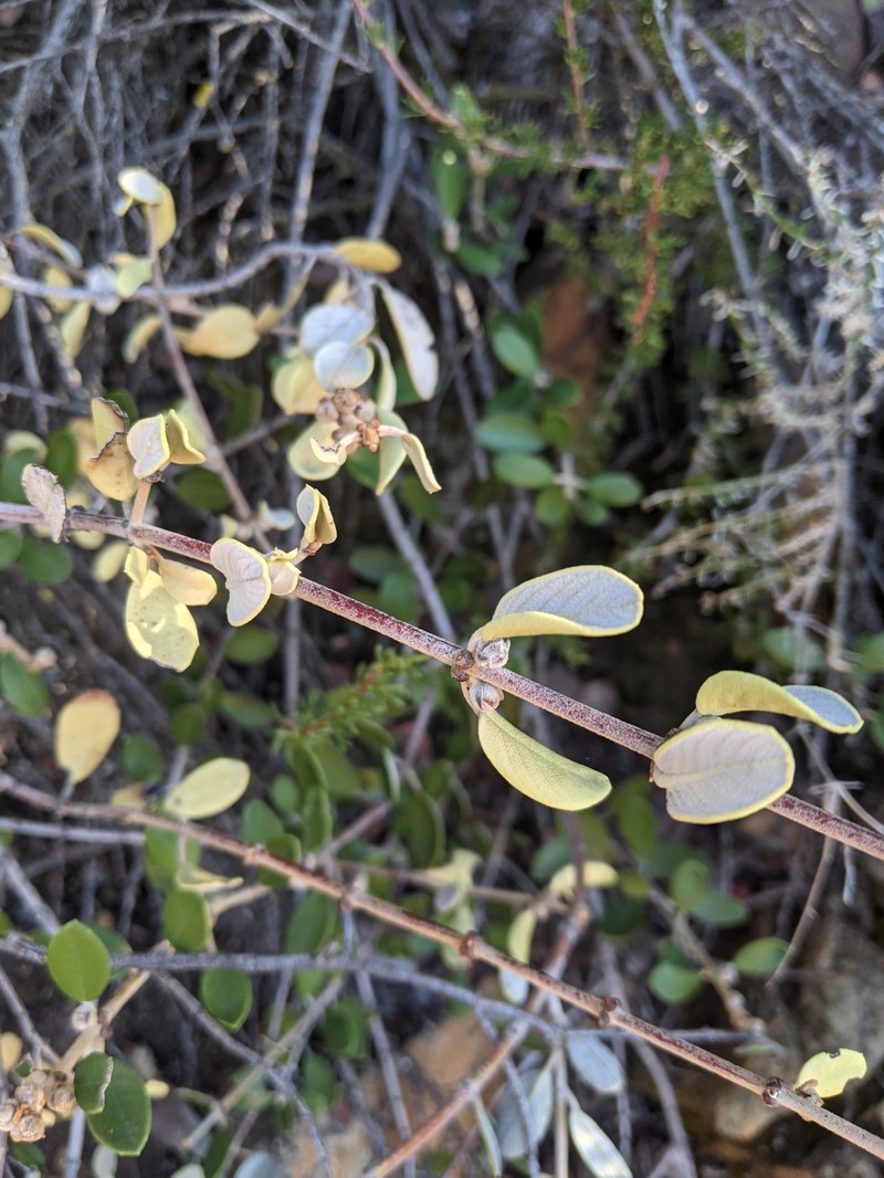 Ceanothus crassifolius var. planus photo 7