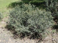 Buckbrush