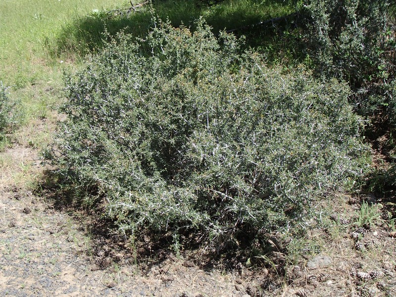 Buckbrush