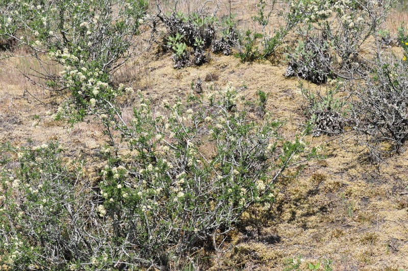 Buckbrush photo 2
