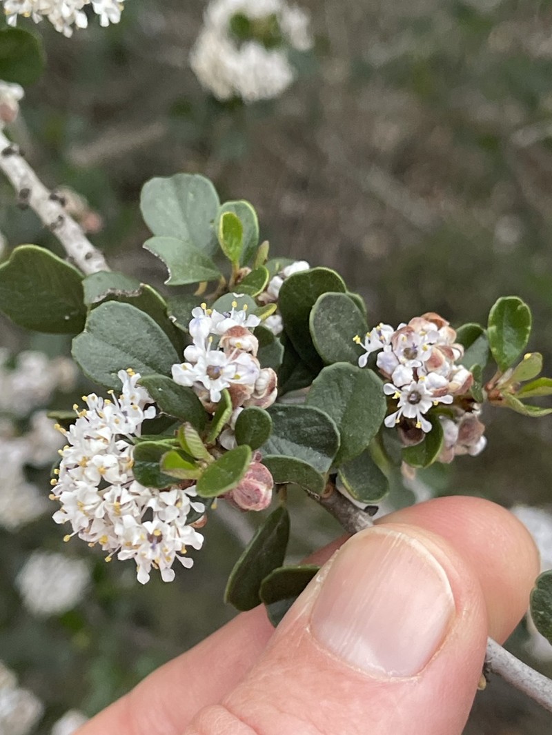 Buckbrush photo 3