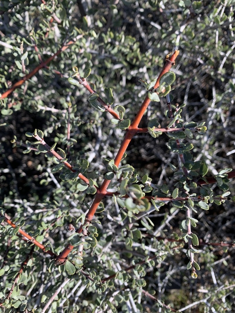 Buckbrush photo 6