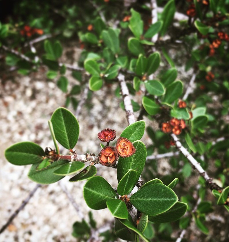 Buckbrush photo 7