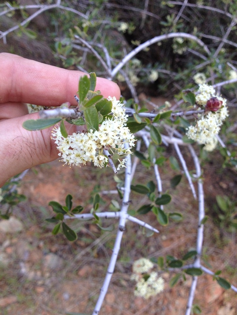 Buckbrush photo 8