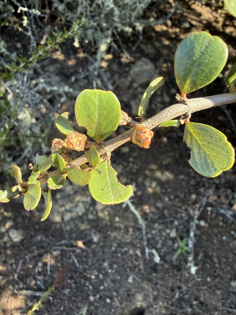 Ceanothus cuneatus var. cuneatus
