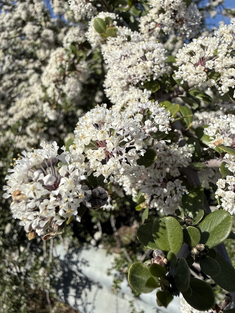 Ceanothus cuneatus var. cuneatus photo 4