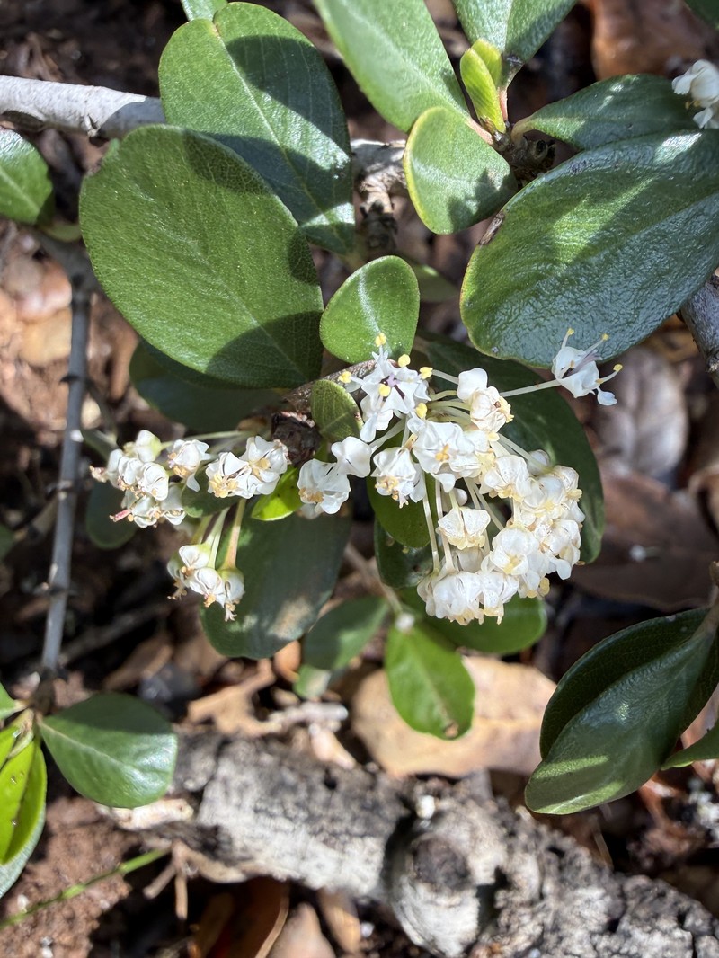 Ceanothus cuneatus var. cuneatus photo 5