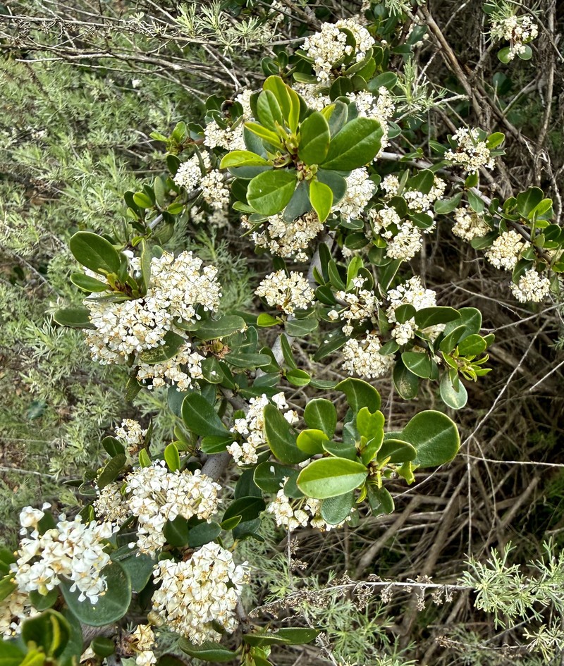 Ceanothus cuneatus var. cuneatus photo 6