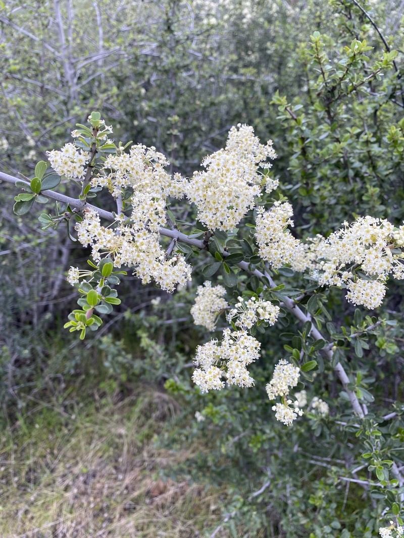 Ceanothus cuneatus var. cuneatus photo 7