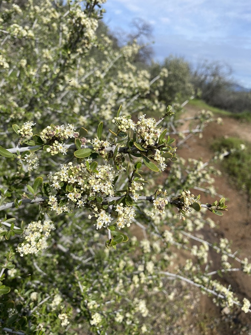 Ceanothus cuneatus var. cuneatus photo 8