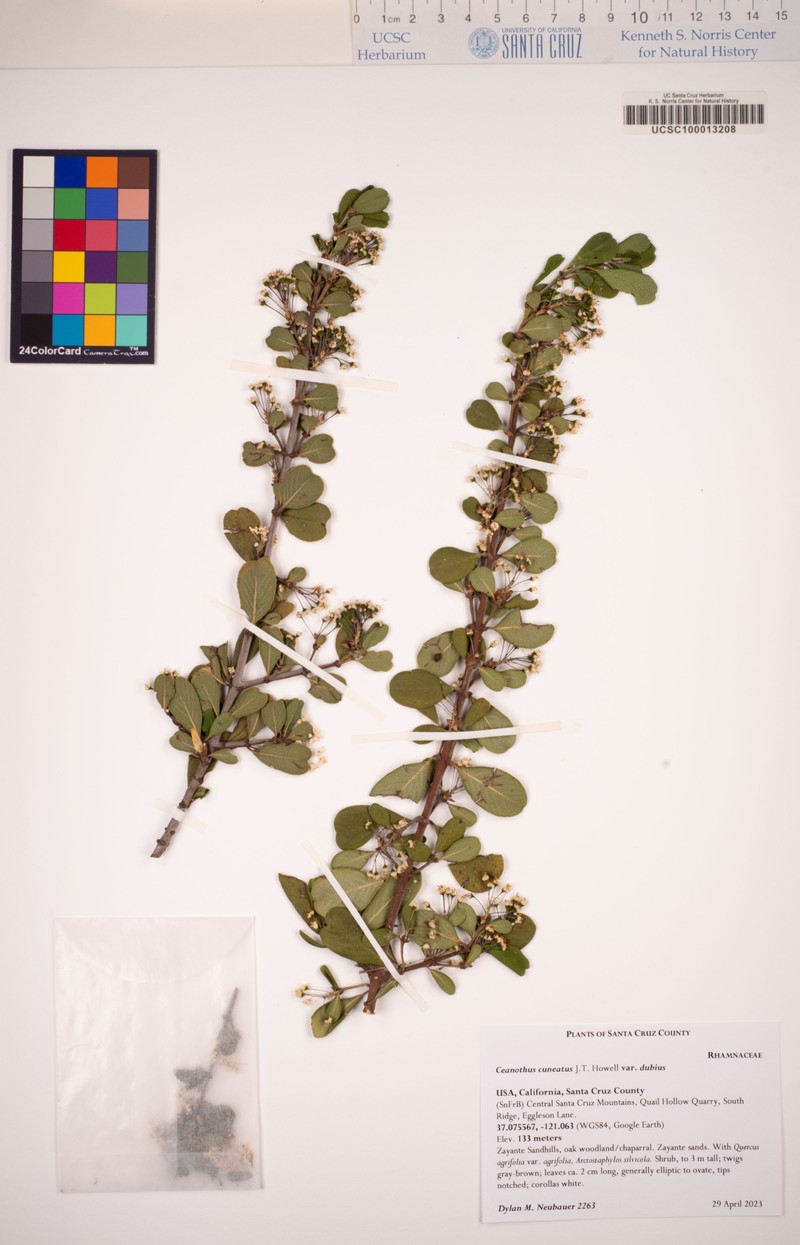 Ceanothus cuneatus var. dubius photo 2