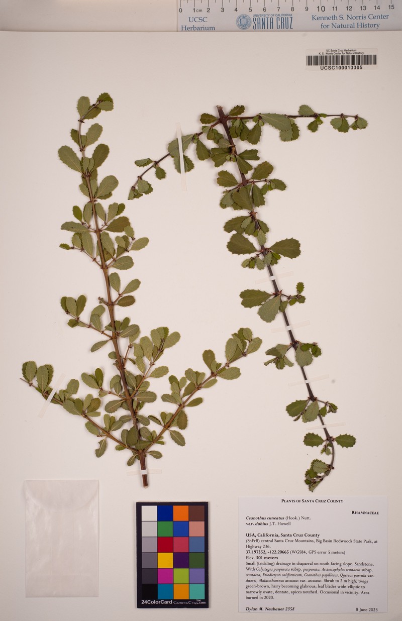 Ceanothus cuneatus var. dubius photo 3
