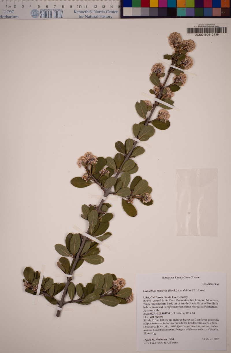 Ceanothus cuneatus var. dubius photo 4