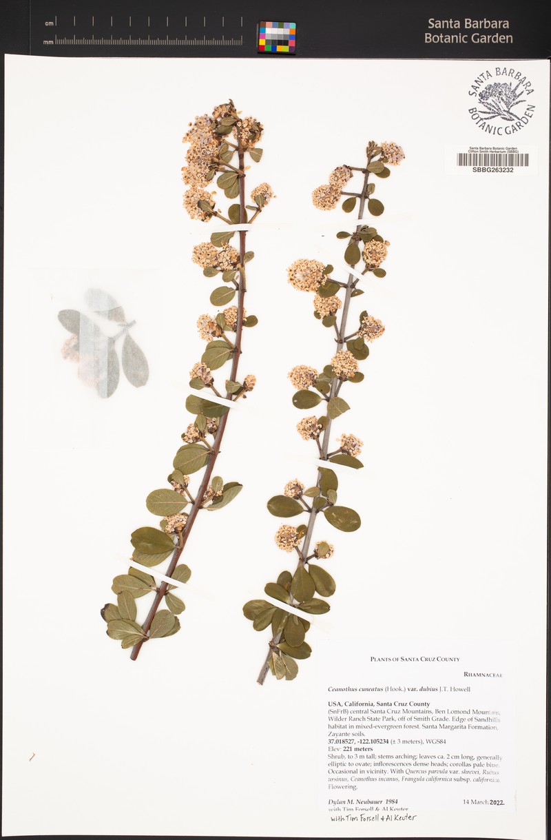 Ceanothus cuneatus var. dubius photo 5