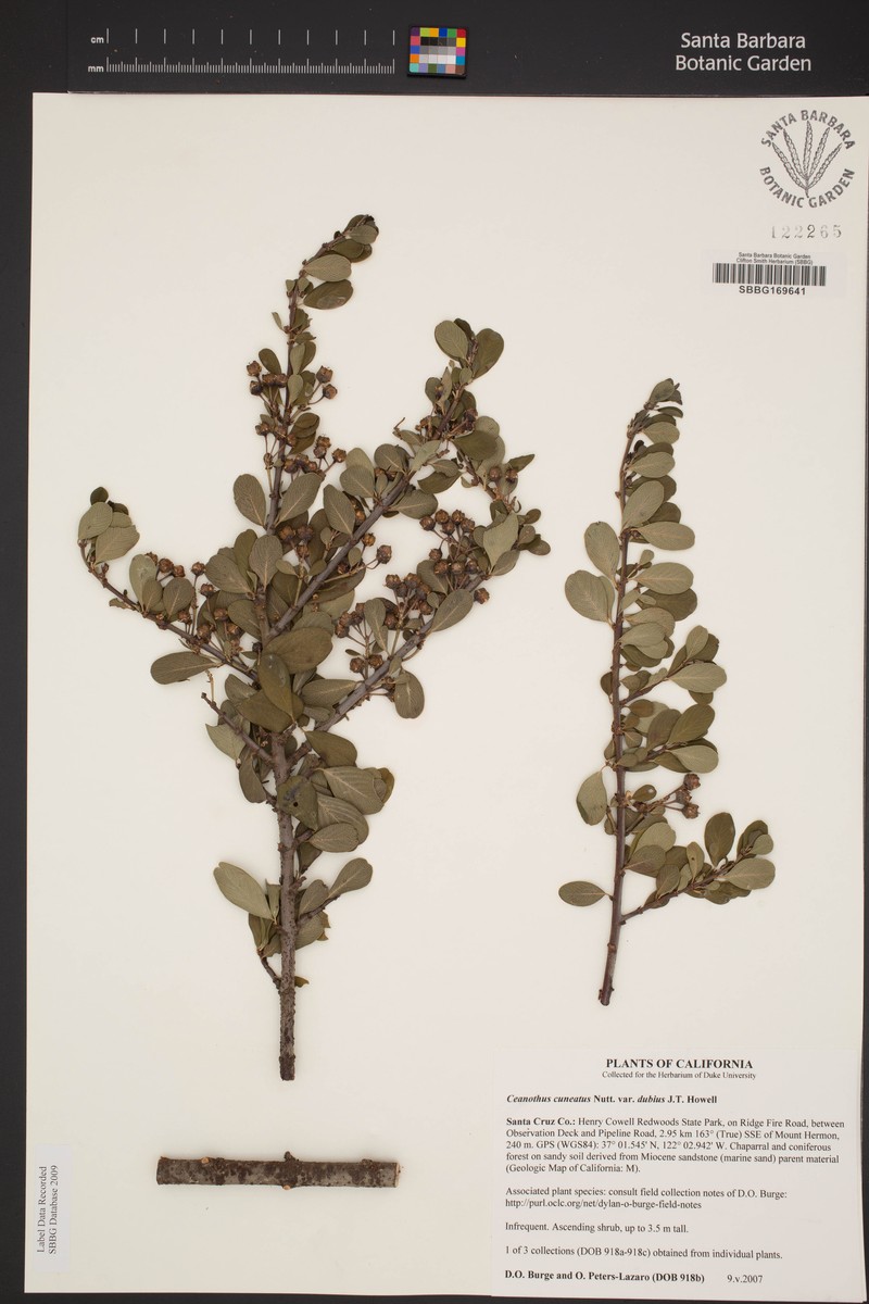 Ceanothus cuneatus var. dubius photo 6