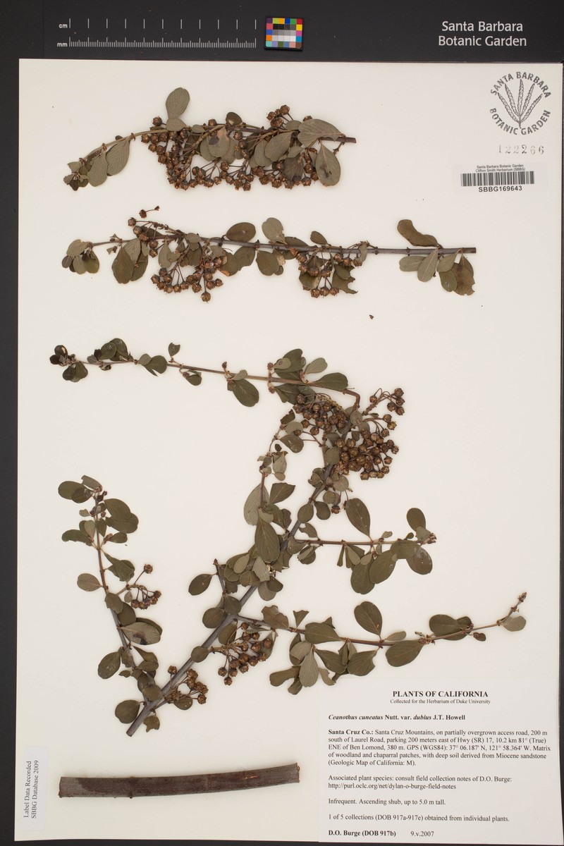 Ceanothus cuneatus var. dubius photo 7