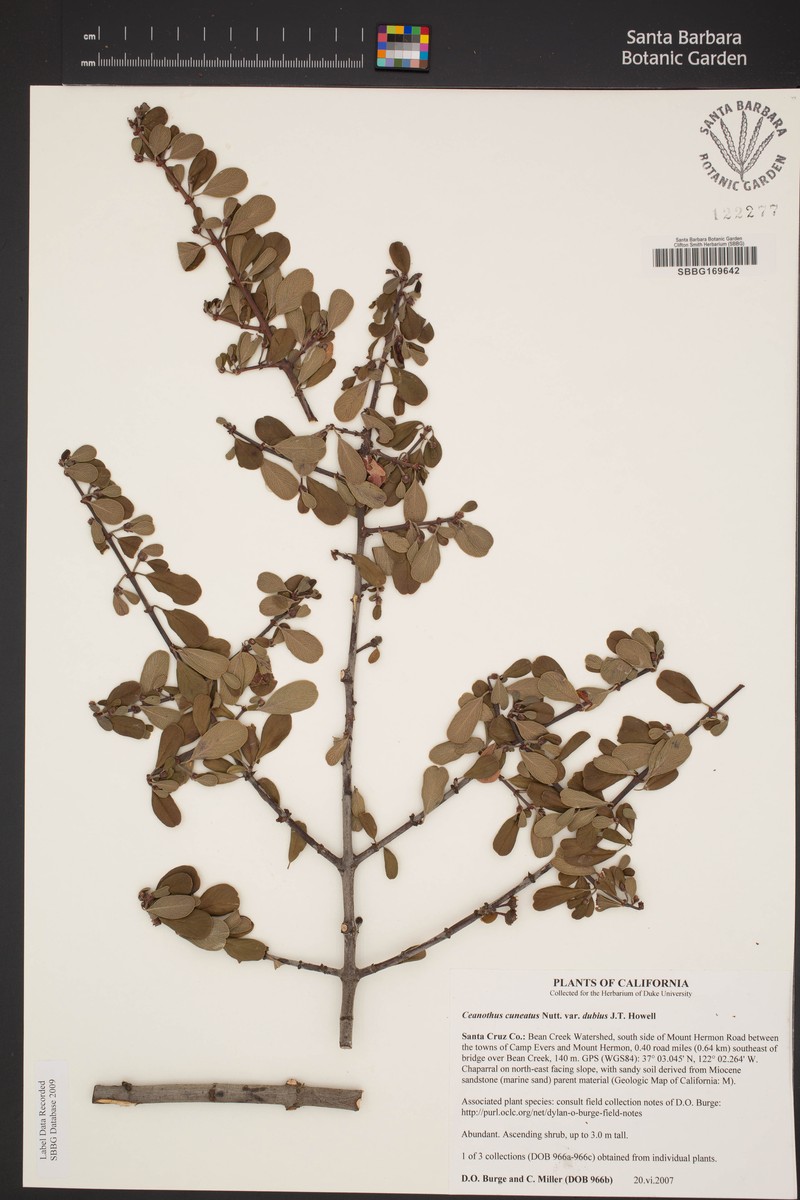 Ceanothus cuneatus var. dubius photo 8