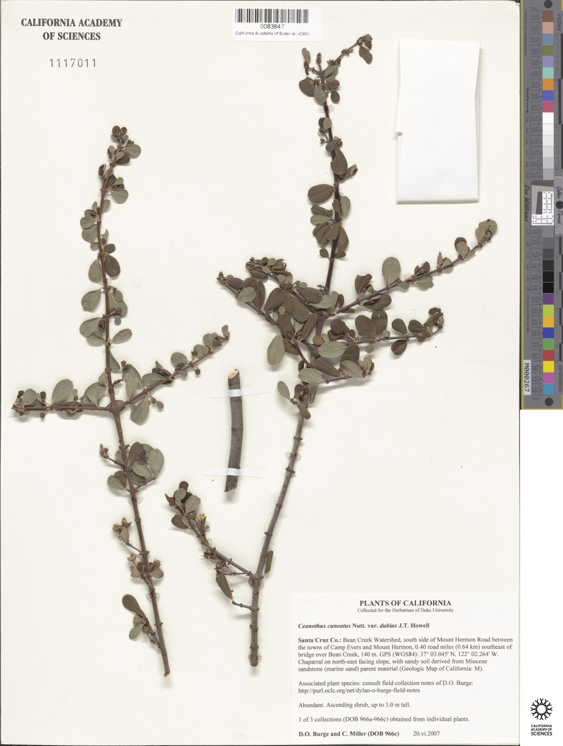 Ceanothus cuneatus var. dubius