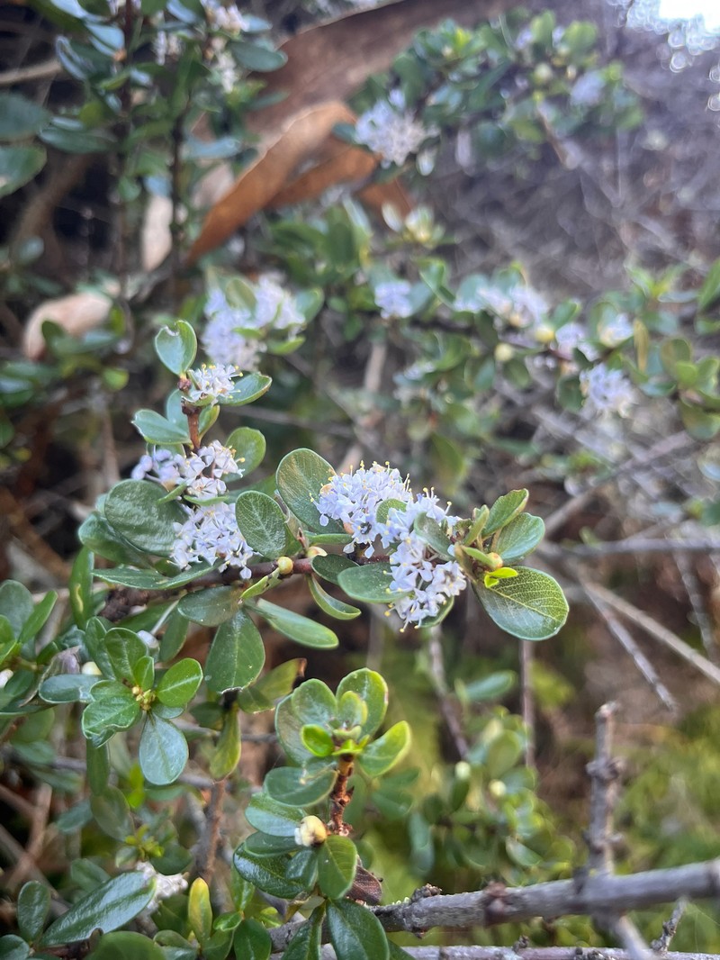Ceanothus cuneatus var. fascicularis
