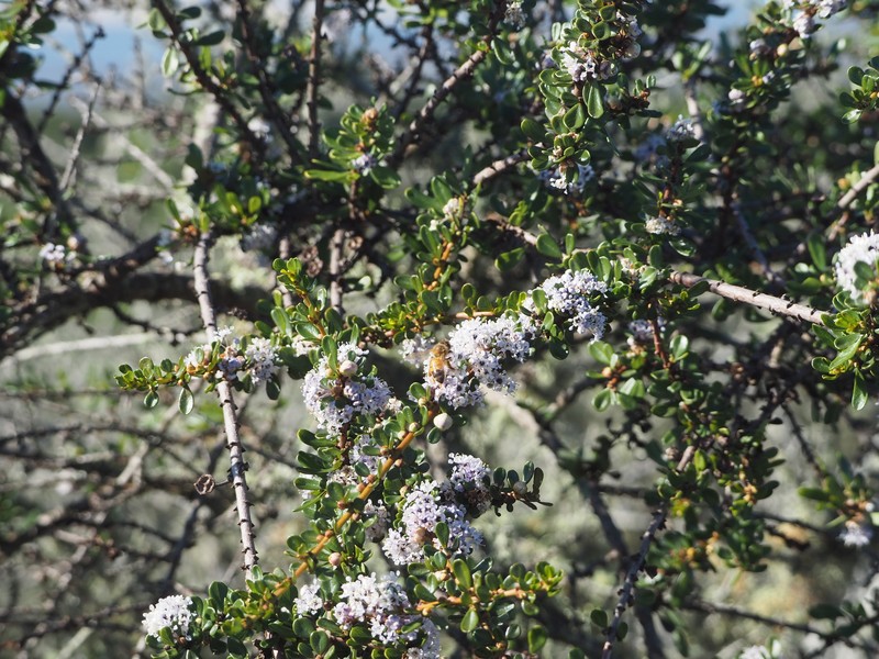 Ceanothus cuneatus var. fascicularis photo 2