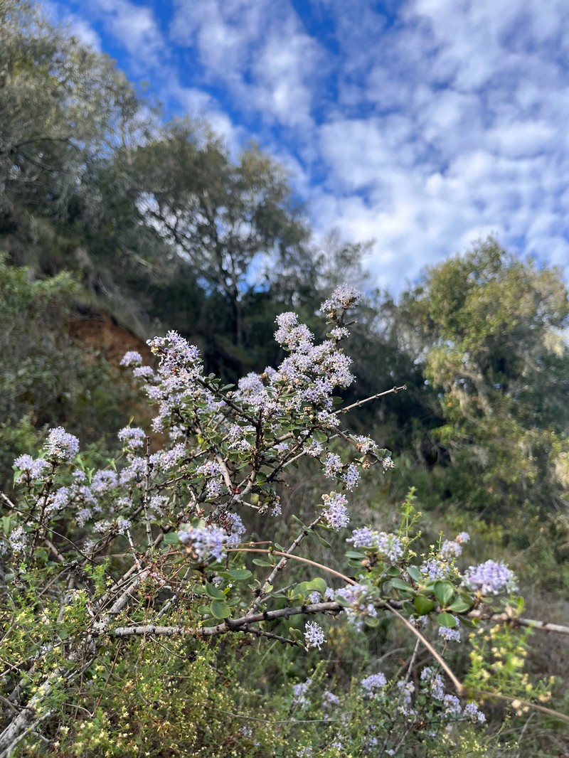 Ceanothus cuneatus var. fascicularis photo 3