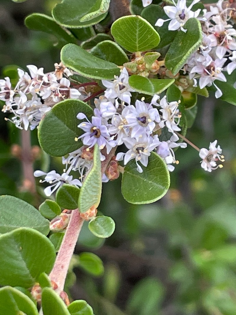 Ceanothus cuneatus var. fascicularis photo 4