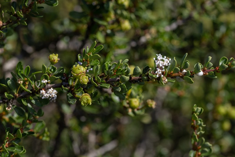 Ceanothus cuneatus var. fascicularis photo 5
