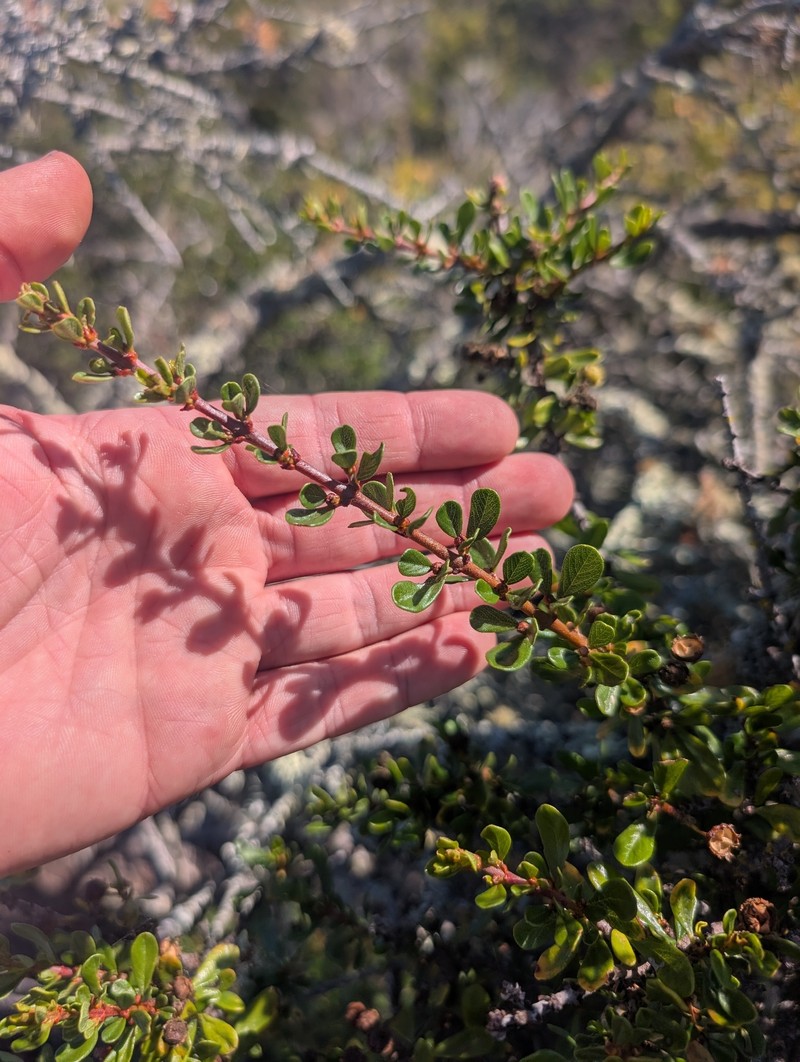 Ceanothus cuneatus var. fascicularis photo 6