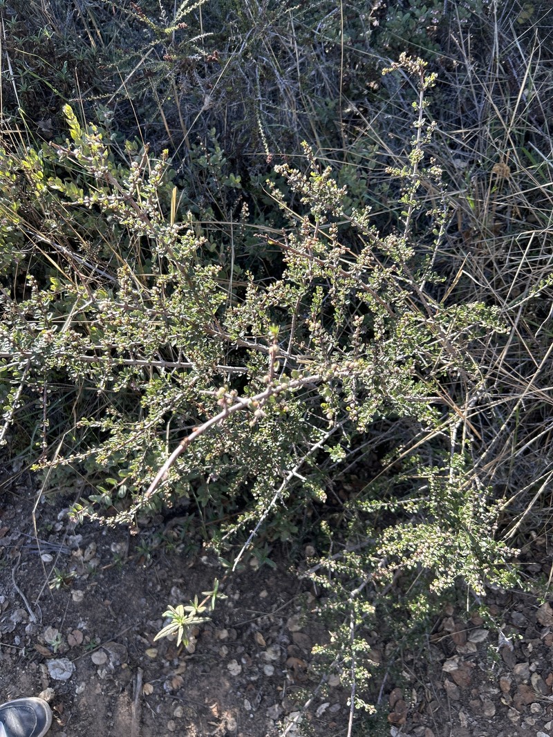 Ceanothus cuneatus var. fascicularis photo 7