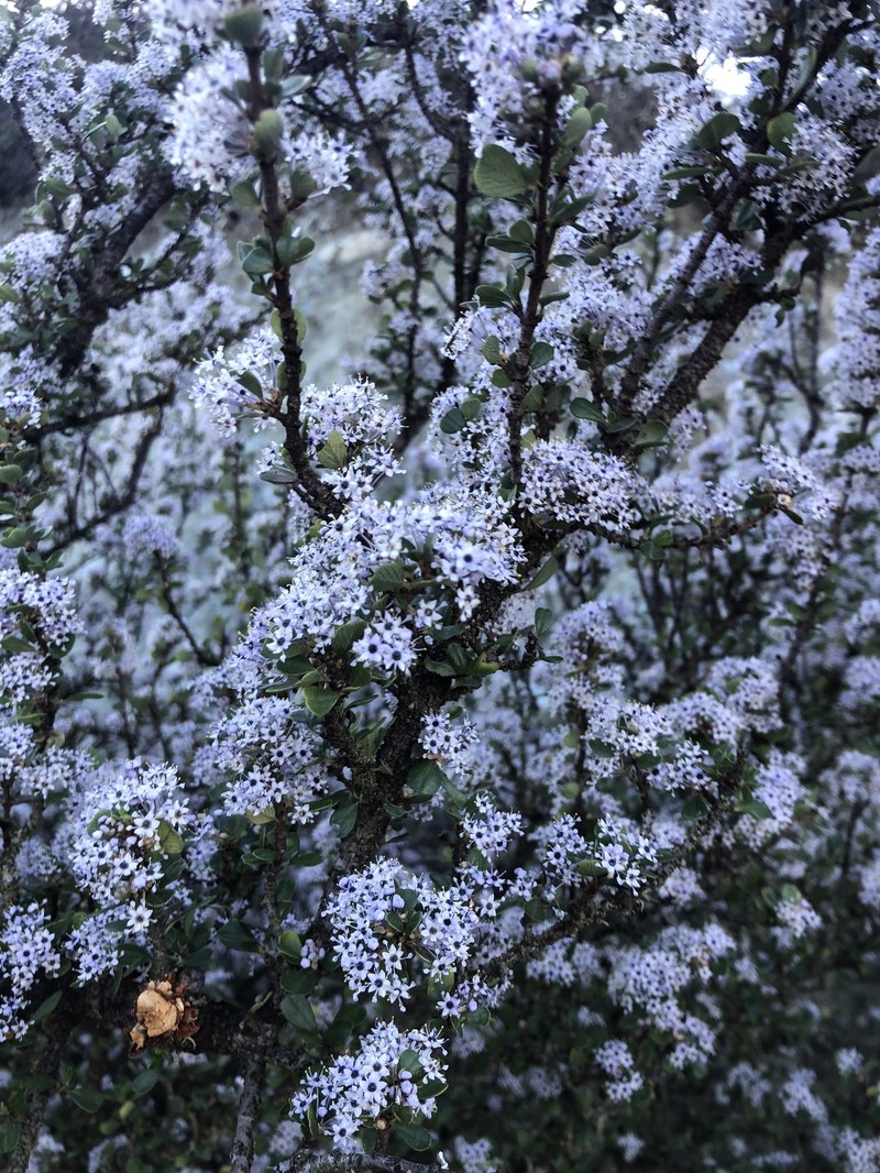 Ceanothus cuneatus var. fascicularis photo 8
