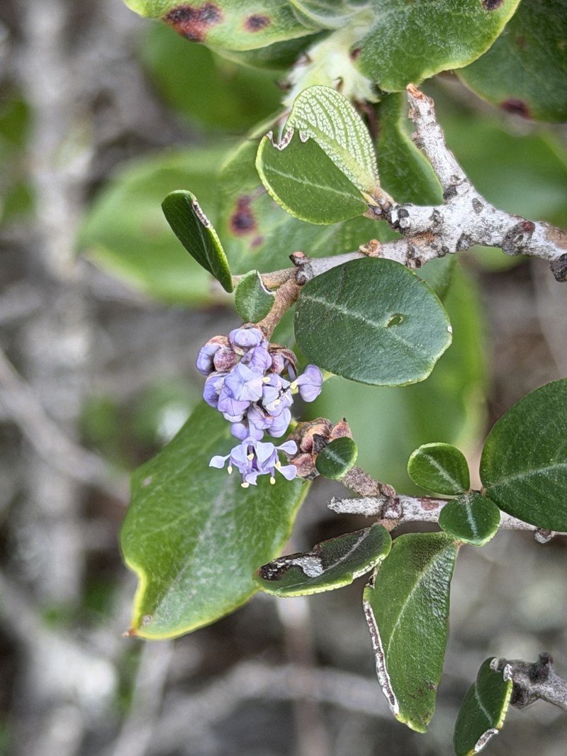 Ceanothus cuneatus var. ramulosus