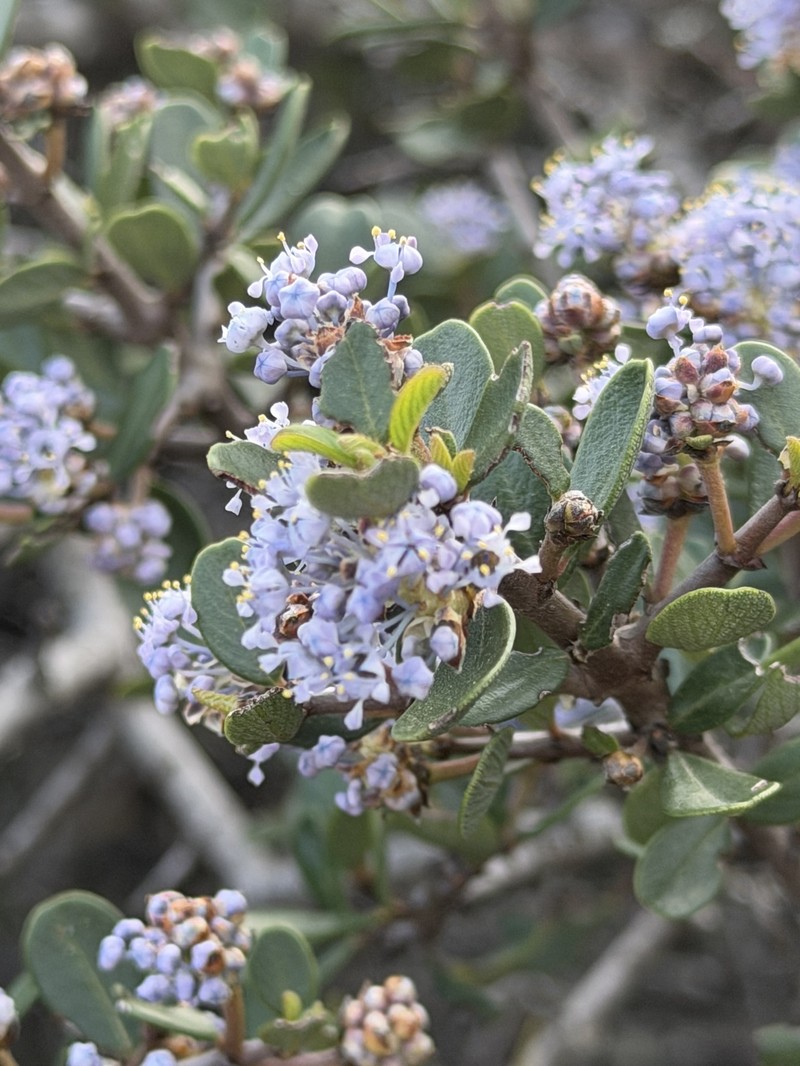 Ceanothus cuneatus var. ramulosus photo 2